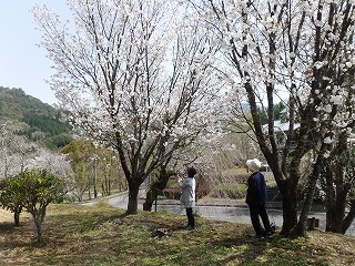 20210331-s-R03.03.28 桜の鑑賞会 10.jpg